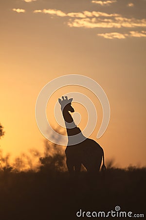 Girraffe silhouetted against sunrise sky