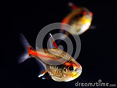 Glowlight Tetra fish
