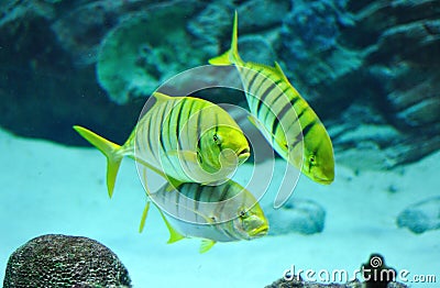 Gnathanodon speciosus black stripes yellow fish