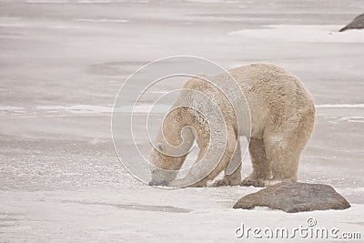 Gnawing on Ice: Snow covered Polar Bear during Sno