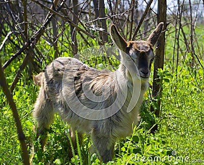 Goat animals agriculture