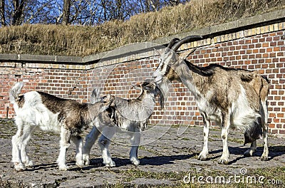 Goat with babies in front of a barn.