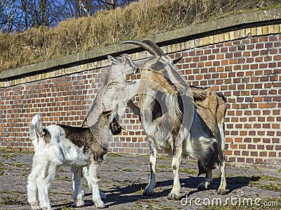 Goat with babies in front of a barn.