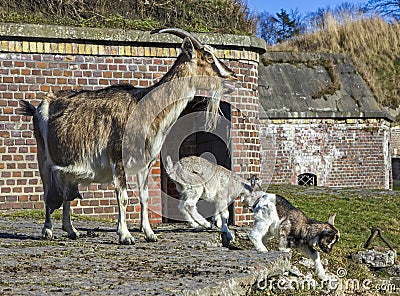 Goat with babies in front of a barn.