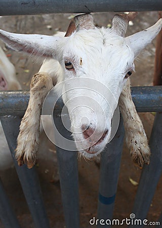 Goat in barn