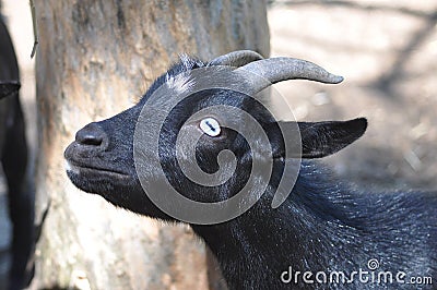 Goat with Blue Eyes