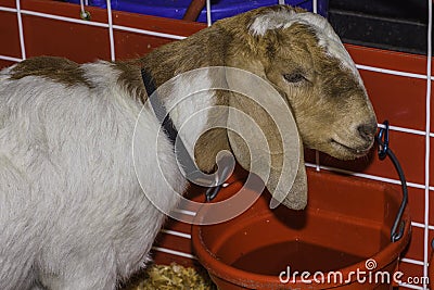 Goat Drinking Water