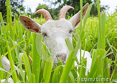 Goat eating grass