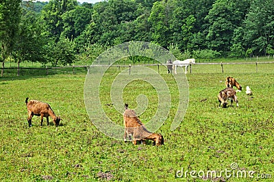 Goat in the farm of Canon castle in Normandie