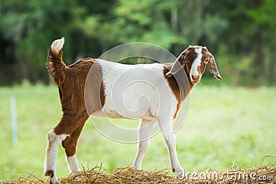 Goat in farm