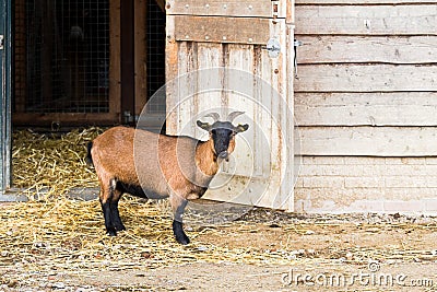 Goat on farm standing