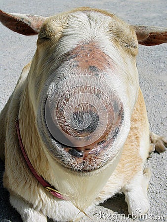 Goat with a large nose