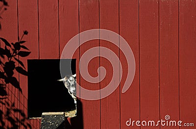 Goat Peeking Out of Barn Door
