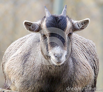 Goat portrait frontal