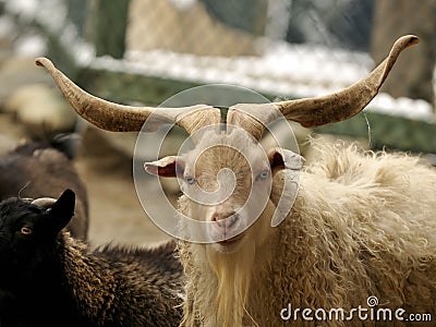 goat-s-horns-long-beautiful-17974704.jpg