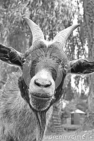 Goat smiling