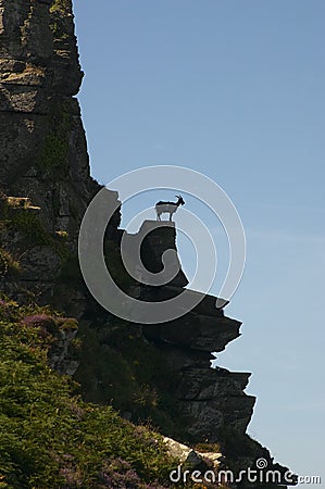 Goat on top of rock