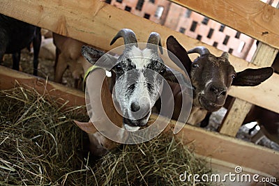 Goats eating hay on the farm