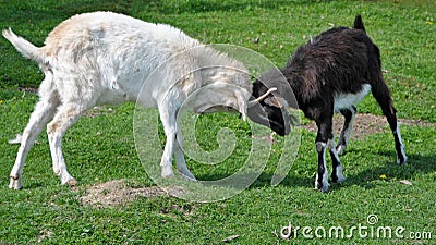 Goats fighting