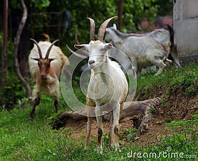 Goats grazing