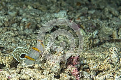 Goby fish