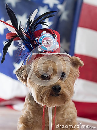 God Bless America Yorkie Dog for September 11