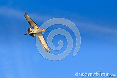 Godwit bird flying in the sky in close-up