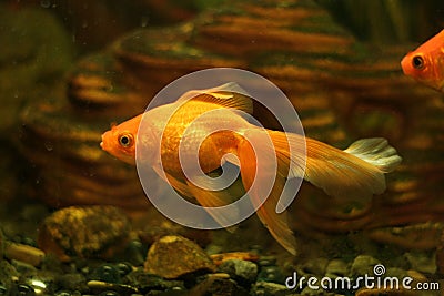 Gold fish in aquarium