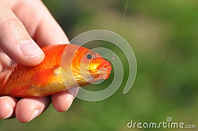 Gold fish in a hand