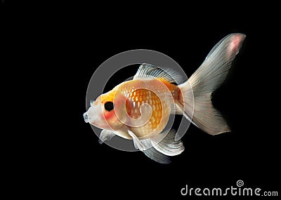 Gold fish isolated on black