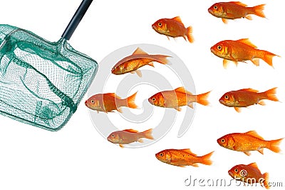 Gold fish and net