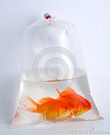 Gold fish in plastic bag