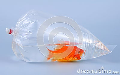 Gold fish in plastic bag