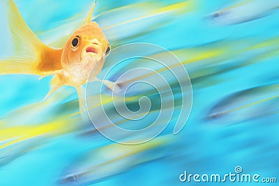 Gold Fish Swimming