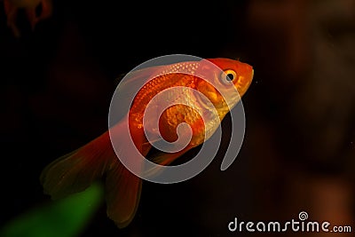 Gold small fish