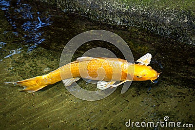 Gold and White Ogon Koi Swimming at Edge of Pond