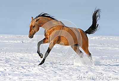 Golden akhalteke stallion running