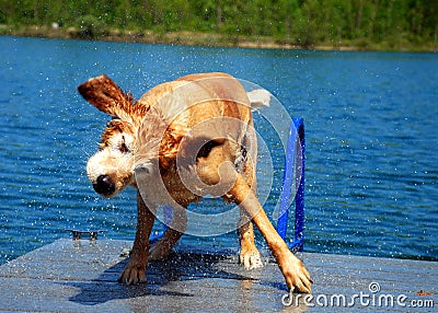 Golden Dog Shakes off Blue Water