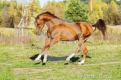 Golden Don horse stallion runs gallop