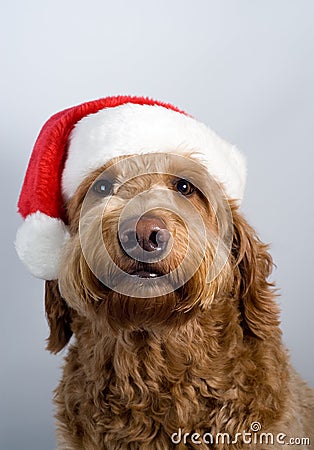 Golden doodle dog santa hat