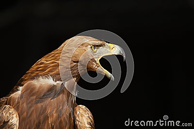 Golden Eagle