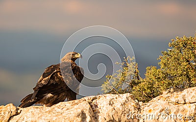 Golden Eagle on a rock