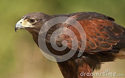 Golden Eagle - Scotland