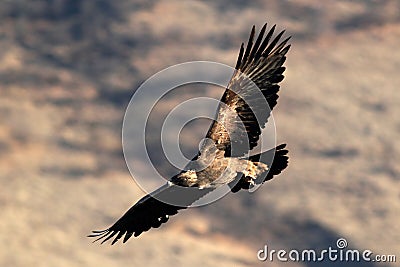 Golden Eagle soaring (Aquila chrysaetos), Oregon, Emigrant Lake,