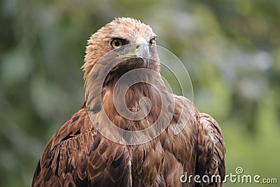 Golden eagle