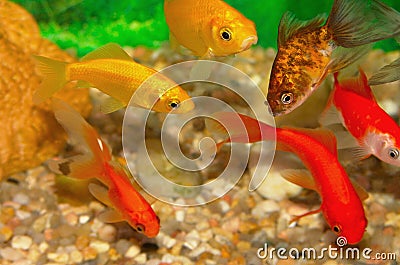 Golden fish