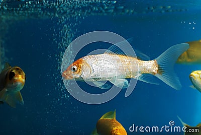 The golden fish in aquarium
