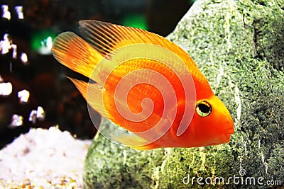 Golden fish in aquarium