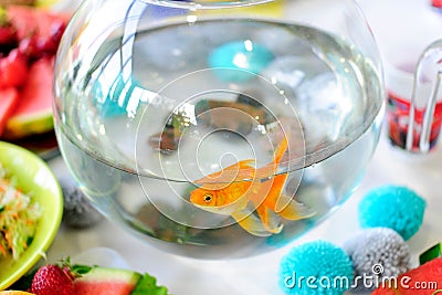 Golden fish in fish bowl