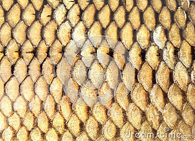 Golden fish scales background